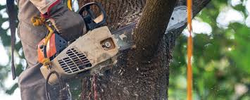 Best Tree Removal  in Farley, KY