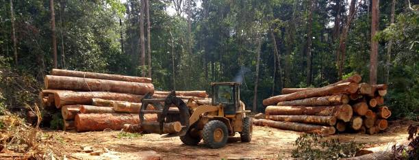 Best Firewood Processing and Delivery  in Farley, KY