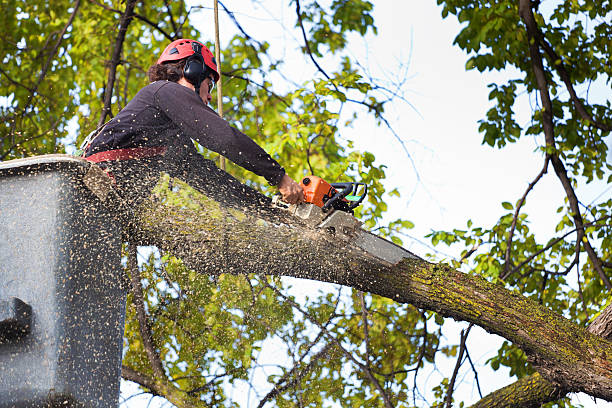 Best Lawn Maintenance Plans  in Farley, KY