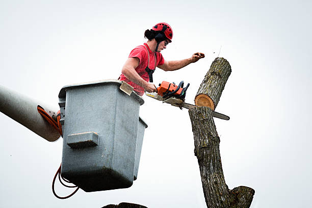 Best Tree Risk Assessment  in Farley, KY