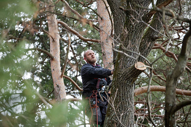 Best Tree Health Inspection  in Farley, KY