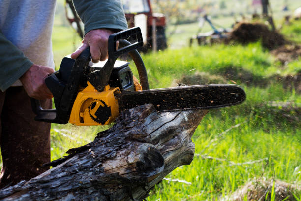 Best Storm Damage Tree Cleanup  in Farley, KY